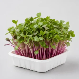 Radish Pink BIO